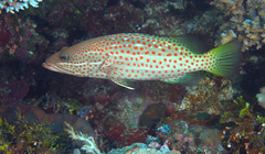 Anyperodon leucogrammicus