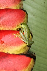 Sachatamia albomaculata