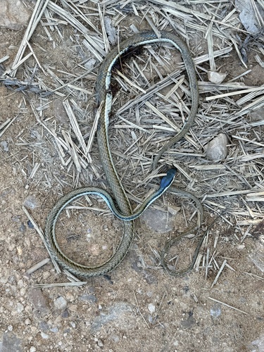 Mexican Parrot Snake
