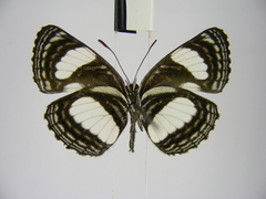 Neptis puella