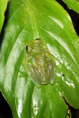 Sachatamia albomaculata