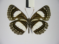 Neptis puella