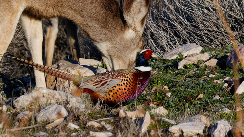 Mule Deer photographed in Utah