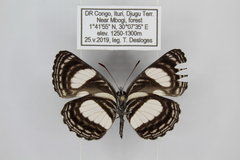 Neptis puella