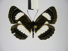 Neptis puella
