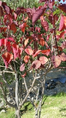 Euphorbia cotinifolia