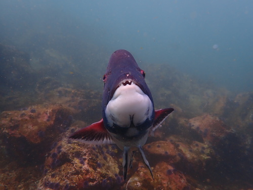 California sheephead (Semicossyphus pulcher) — Labridae — 4