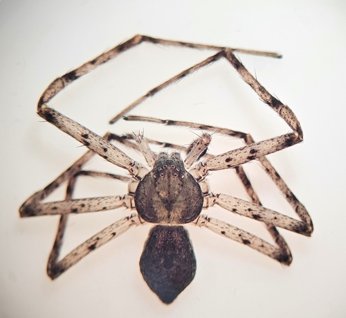 Philodromus vulgaris photo 4