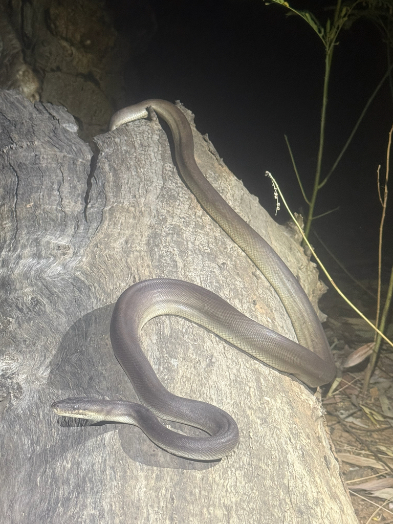 Darwin Olive Python Olive Python from Opalton, QLD, AU on September 29, 2025 at 11:30 PM by ...