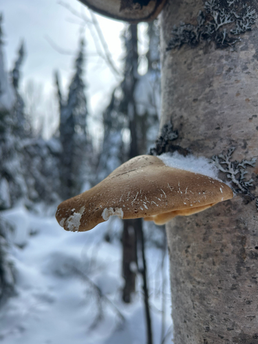 birch polypore