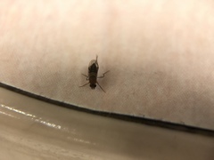Diptera