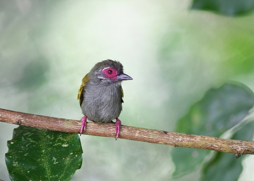 iNaturalist image