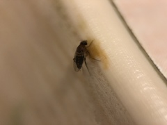 Diptera