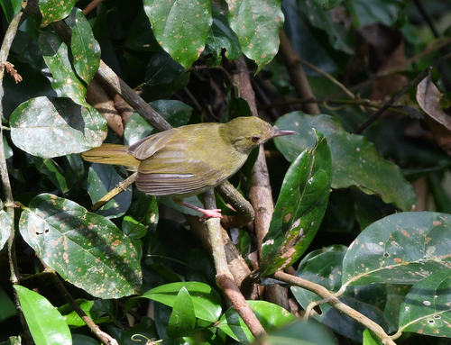 iNaturalist image