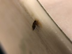 Diptera