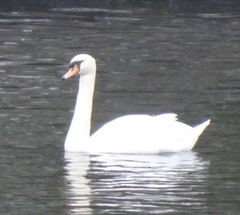 Cygnus olor