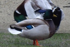 Anas platyrhynchos