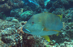 Lutjanus rivulatus