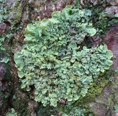 Xanthoria parietina