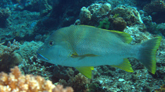 Lutjanus rivulatus