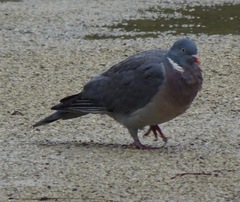 Columba palumbus