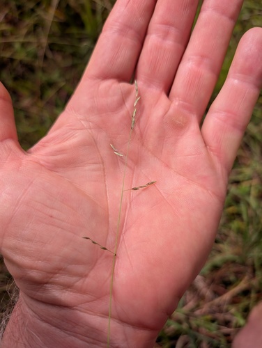 Brown's love grass (Eragrostis brownii)