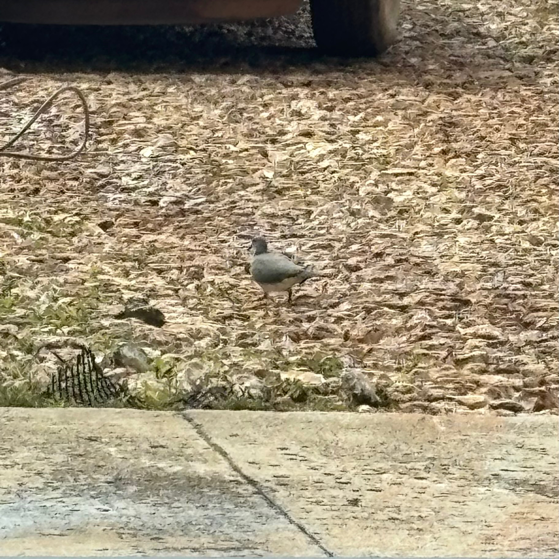 Sunda Collared Dove (Streptopelia bitorquata), photo 5