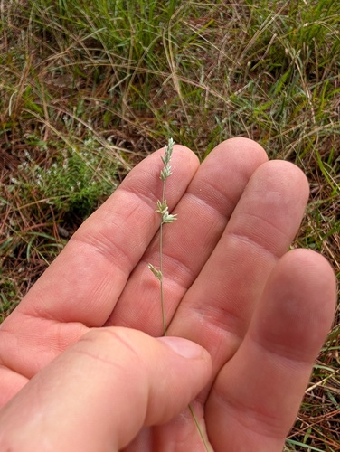 Close-headed Love-grass (Eragrostis elongata)