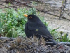 Turdus merula