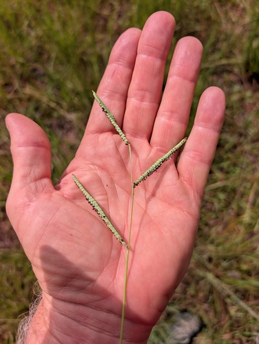 Ditch millet (Paspalum scrobiculatum)