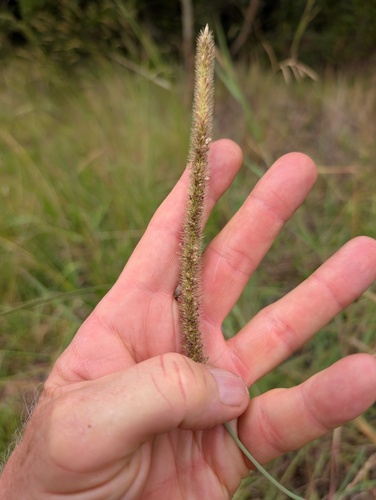 African Bristlegrass (Setaria sphacelata)