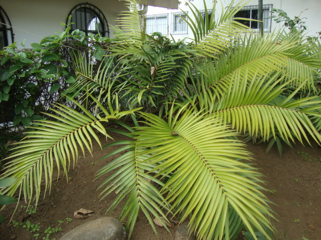 Ceratozamia fuscoviridis