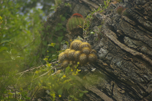 Woolly Nipple Cactus (Mammillaria nivosa)