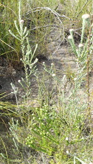 Phylica purpurea pearsonii