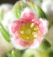 Phylica purpurea pearsonii