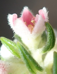 Phylica purpurea pearsonii