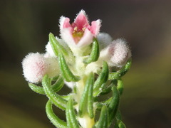Phylica purpurea pearsonii
