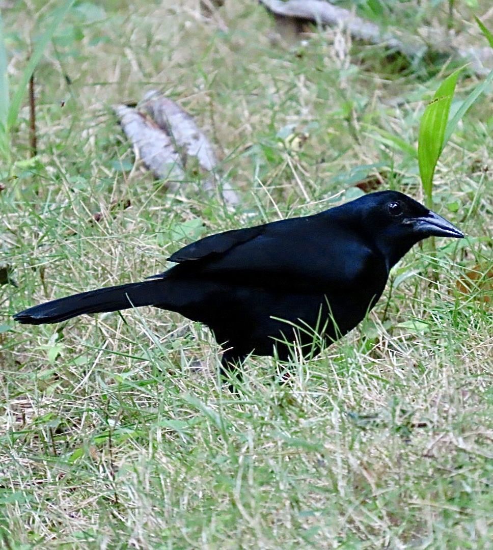 Melodious Blackbird (Dives dives), photo 6