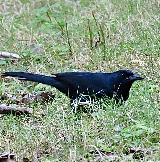 Melodious Blackbird (Dives dives), photo 7