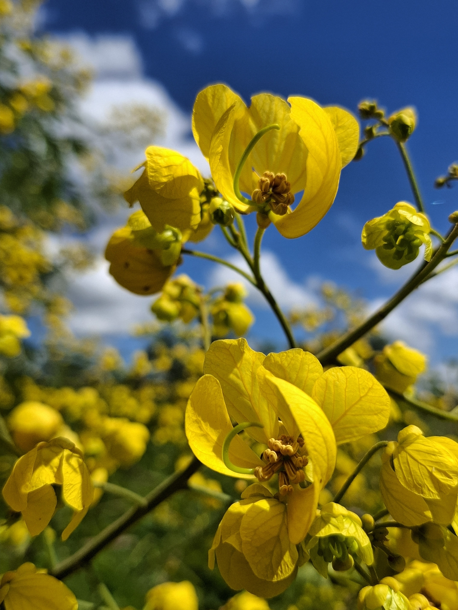 Casia Amarilla (Senna spectabilis)