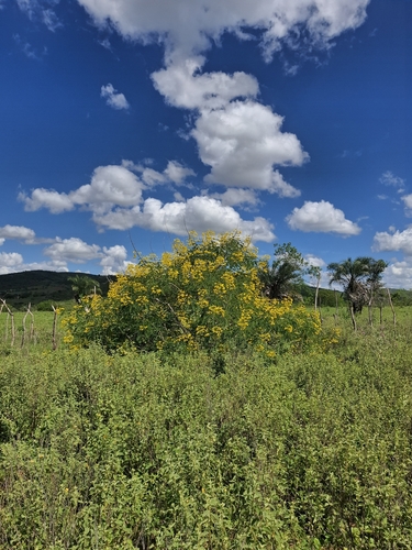 Senna spectabilis, photograph 3