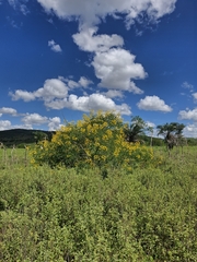 Senna spectabilis, photograph (c) Fabricio Carvalho da Silva, some rights reserved (CC BY)