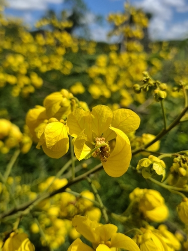 Senna spectabilis, photograph 4