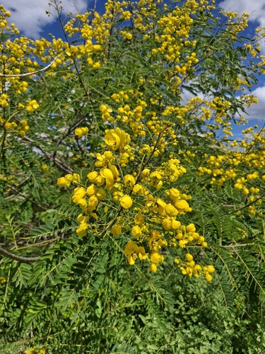 Senna spectabilis, photograph 5