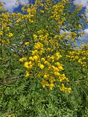 Senna spectabilis, photograph (c) Fabricio Carvalho da Silva, some rights reserved (CC BY)