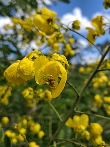 Senna spectabilis, photograph 6