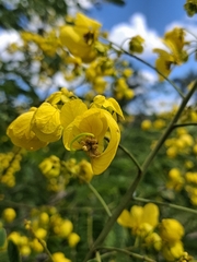 Senna spectabilis, photograph (c) Fabricio Carvalho da Silva, some rights reserved (CC BY)