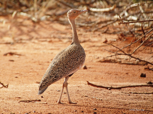 Buff-crested Bustard