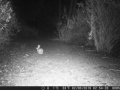 Sylvilagus audubonii