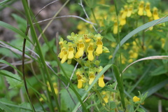 Calceolaria teucrioides